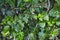 Green ivy against a rural wall in the countryside