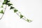 Green Ivy branch. Hanging houseplant. Hedera helix twig
