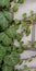 Green ivy on a brick wall. Contrast texture. Living plant and dead stone. Symbolic background