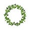 Green ivy circle frame. Wreath of fresh leaves decoration round plant branch with copy space, organic botanical element