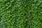 Green ivy creeper wall background