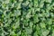 Green ivy creeper wall background