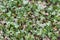Green Ivy Creeping Plants Dense Foliage Background