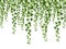 Green ivy. Hanging from above creepers with leaves, lush climbing plants garden decoration wall, website banner vector