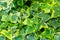 Green ivy Hedera Helix Goldchild carpet. Original close-up texture of natural greenery hedera helix