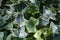 Green ivy Hedera helix Goldchild carpet. Original texture of natural greenery. Background of elegant leaves.