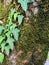 Green ivy Hedera helix on trunk of populus in a mediterranean forest