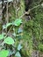 Green ivy Hedera helix on trunk of populus in a mediterranean forest