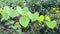 Green ivy leaf in nature garden