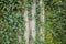 Green ivy leaves climbing on old grungy garden fence. Old wood planks covered by green leaves. Natural background texture. Copy