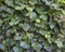 Green ivy leaves on a wall used as background texture - Hedera helix