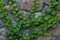 Green ivy liana climbs on brick wall- background