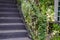 Green ivy plant growth at vintage handrail with back steel staircase. exterior architectural