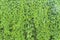 Green ivy plant wall texture like garden seamless bush fence