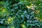 Green ivy plant wraps around a tree