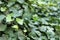 Green ivy vine with lush leaves outdoors