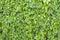 Green ivy wall texture like garden seamless bush fence pattern