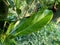 Green jack fruit leaves with natural background. The jack fruit also known as jack tree, Artocarpus heterophyllus, nangka is a s