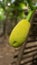 Green jack fruit seed hanging on the tree with blur background