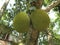 Green Jack fruits grown in a Jack tree in our garden