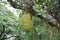 Green jack fruits on tree