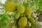 Green jackfruit