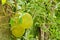 Green jackfruit on tree with leaf