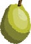 Green jackfruit vector illustration