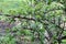 Green Jade Plant Crassula Ovata