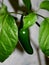 Green Jalapeno pepper on a branch