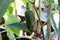 A green jalapeno pepper growing on a vine