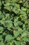 Green japanese basil plants in growth