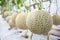 Green Japanese cantaloupe melons plants growing in organic greenhouse garden