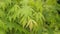 Green Japanese maple leaves natural background