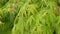 Green Japanese maple leaves natural background