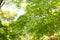 Green Japanese maple tree leaves rustling by summer wind