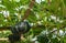 Green japanese pumpkin or kabocha squash hang at pumpkin tree in organic vegetable farm