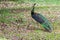 Green Java peafowl, peacock with yellow crescent on face walking
