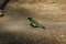 Green Jay (Cyanocorax yncas)