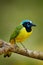 Green Jay, Cyanocorax yncas, wild nature, Belize. Beautiful bird from Central Anemerica. Birdwatching in Belize. Jay sitting on th