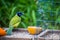 A Green Jay in Estero Llano Grande State Park, Texas