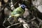 Green Jay at Laguna Atascosa National Wildlife Refuge in Texas