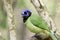 Green jay in Los Fresnos, Texas