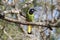 Green jay perched in a mesquite