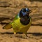 Green Jay poses with a worm in his mouth