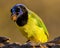 Green Jays pose for photo with acorn in mouth