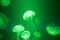 Green Jellyfish