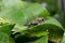 Green jewel beetle, Chrysochroa kaupii, Buprestidae, Pune