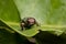 Green jewel beetle face portrait closeup, Chrysochroa kaupii, Buprestidae