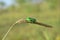 Green Jewel Bug on Grass
